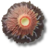 Przypinki Jibbitz™ „Erupcja wulkanu”